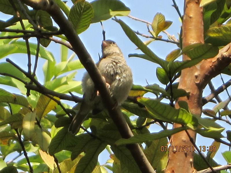 A Thinking Sparrow